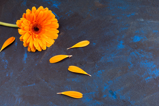 I benefici della Calendula, alleata naturale della tua pelle